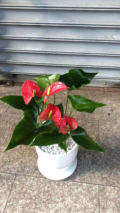 ANTHURIUM 4"