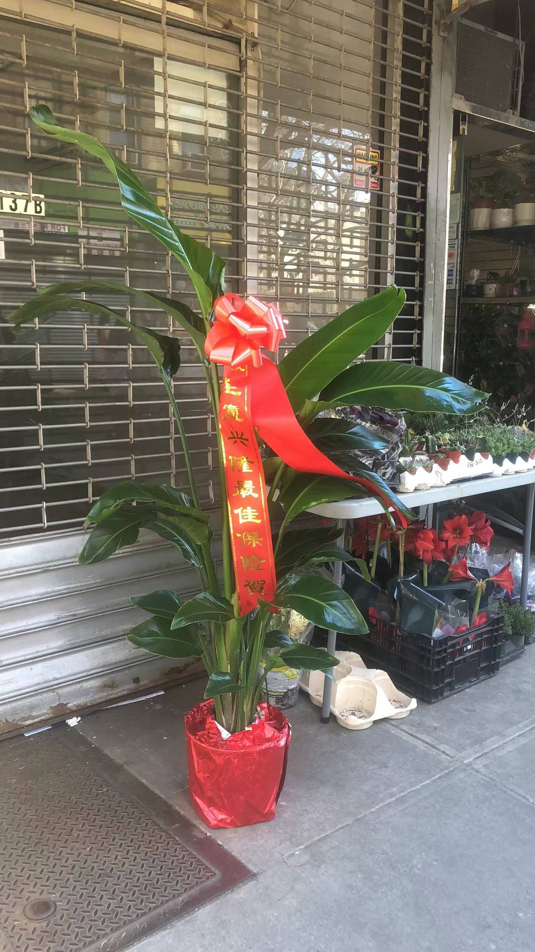 BIRD PARADISE 10" with small pot