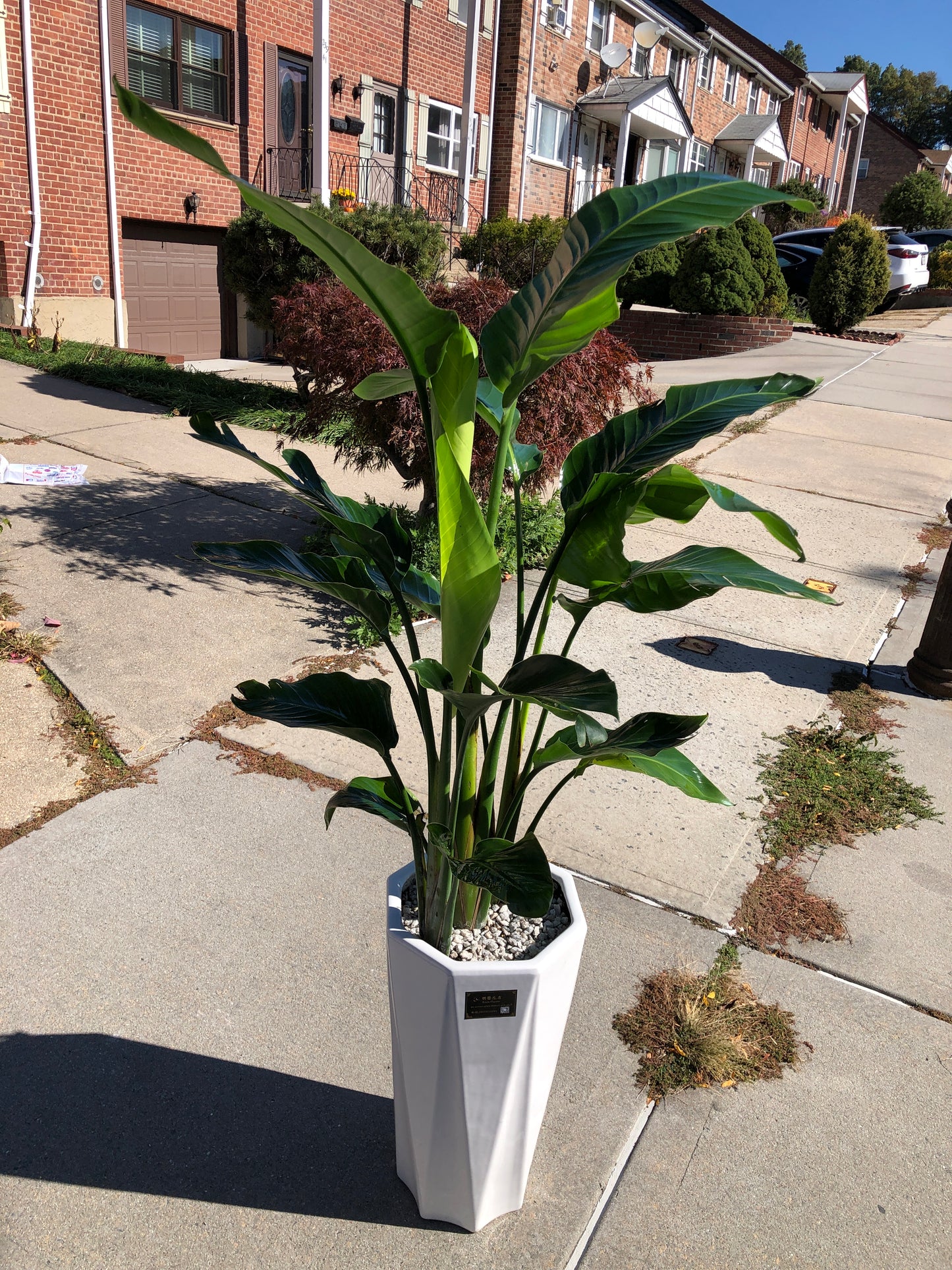 BIRD PARADISE 10" with small pot