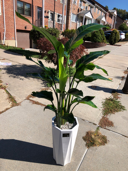 BIRD PARADISE 10" with small pot