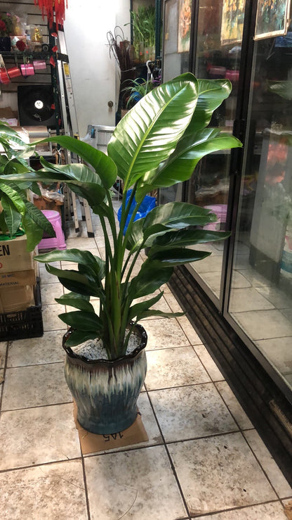 BIRD PARADISE 10" with small pot