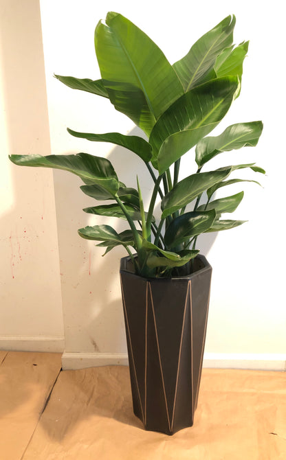 BIRD PARADISE 10" with small pot