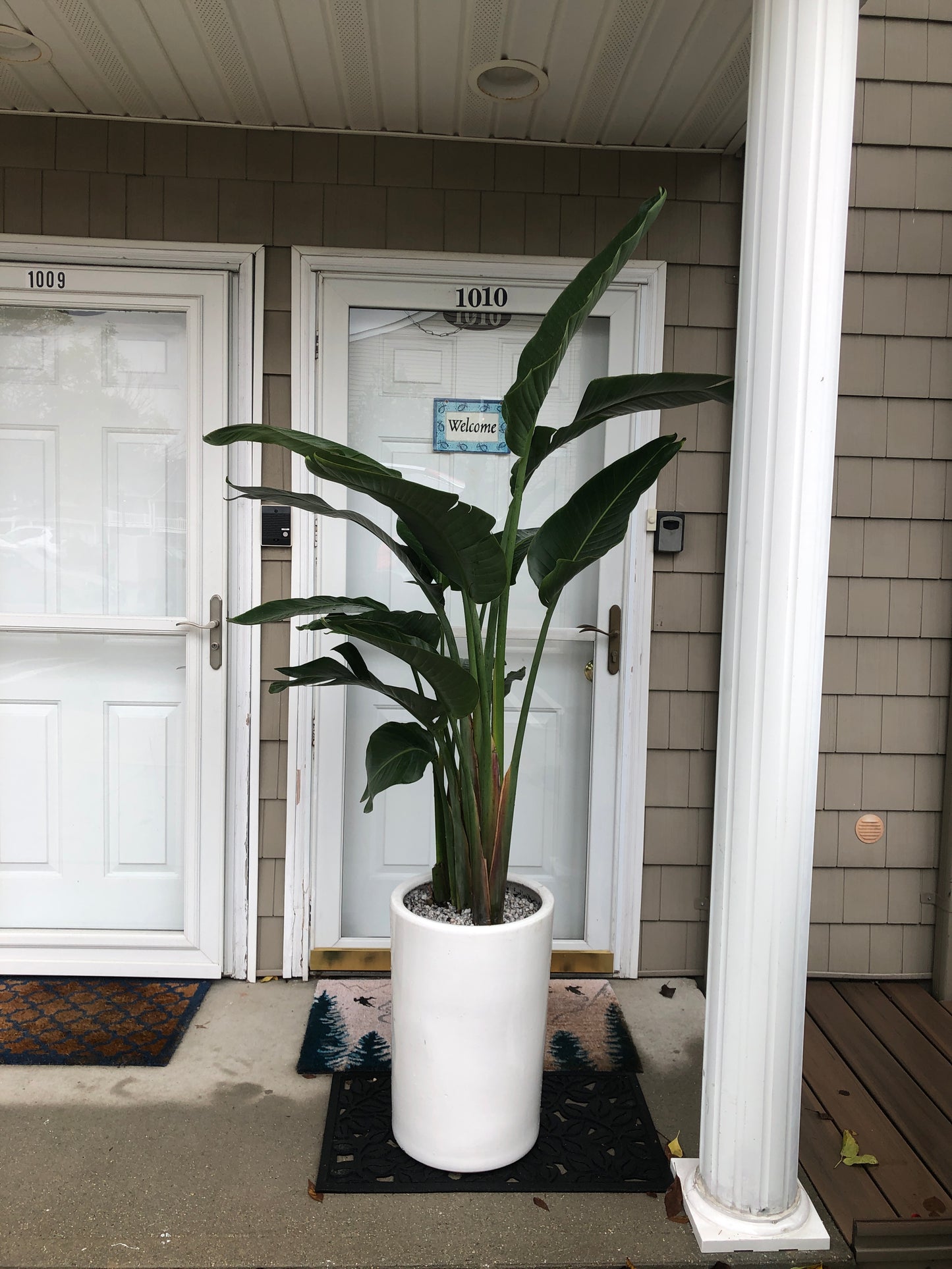 BIRD PARADISE 10" with Big pot