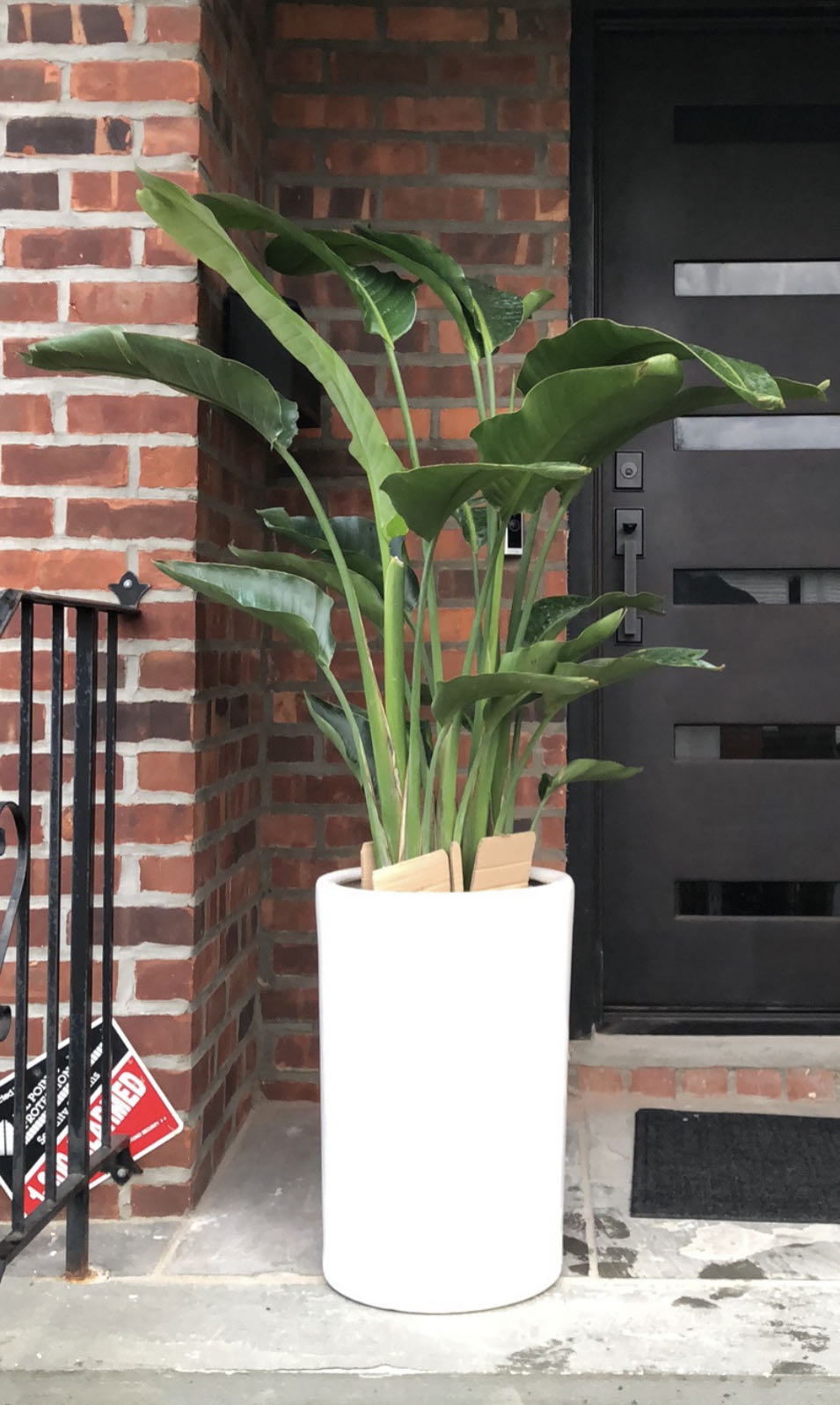 BIRD PARADISE 10" with Big pot