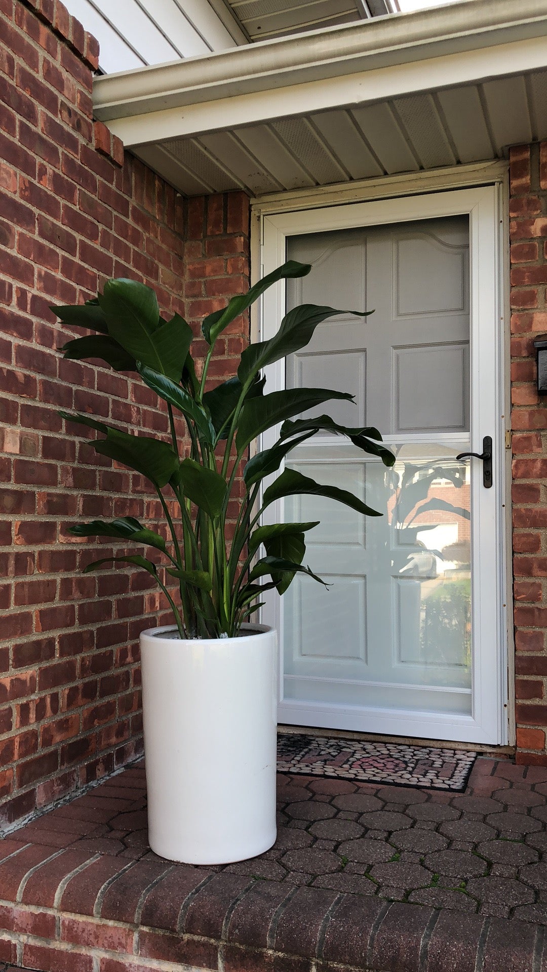 BIRD PARADISE 10" with Big pot