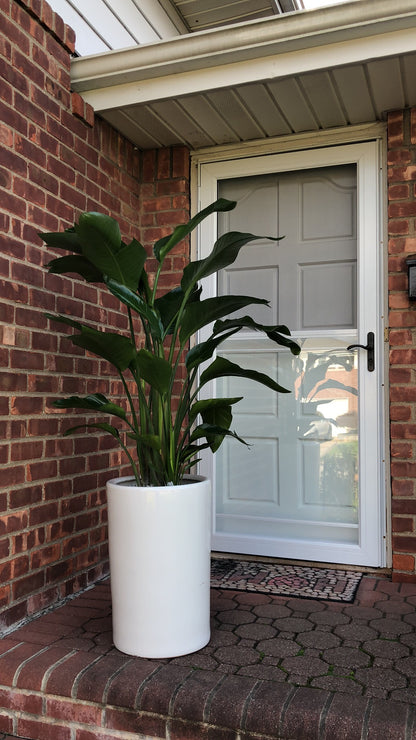 BIRD PARADISE 10" with Big pot