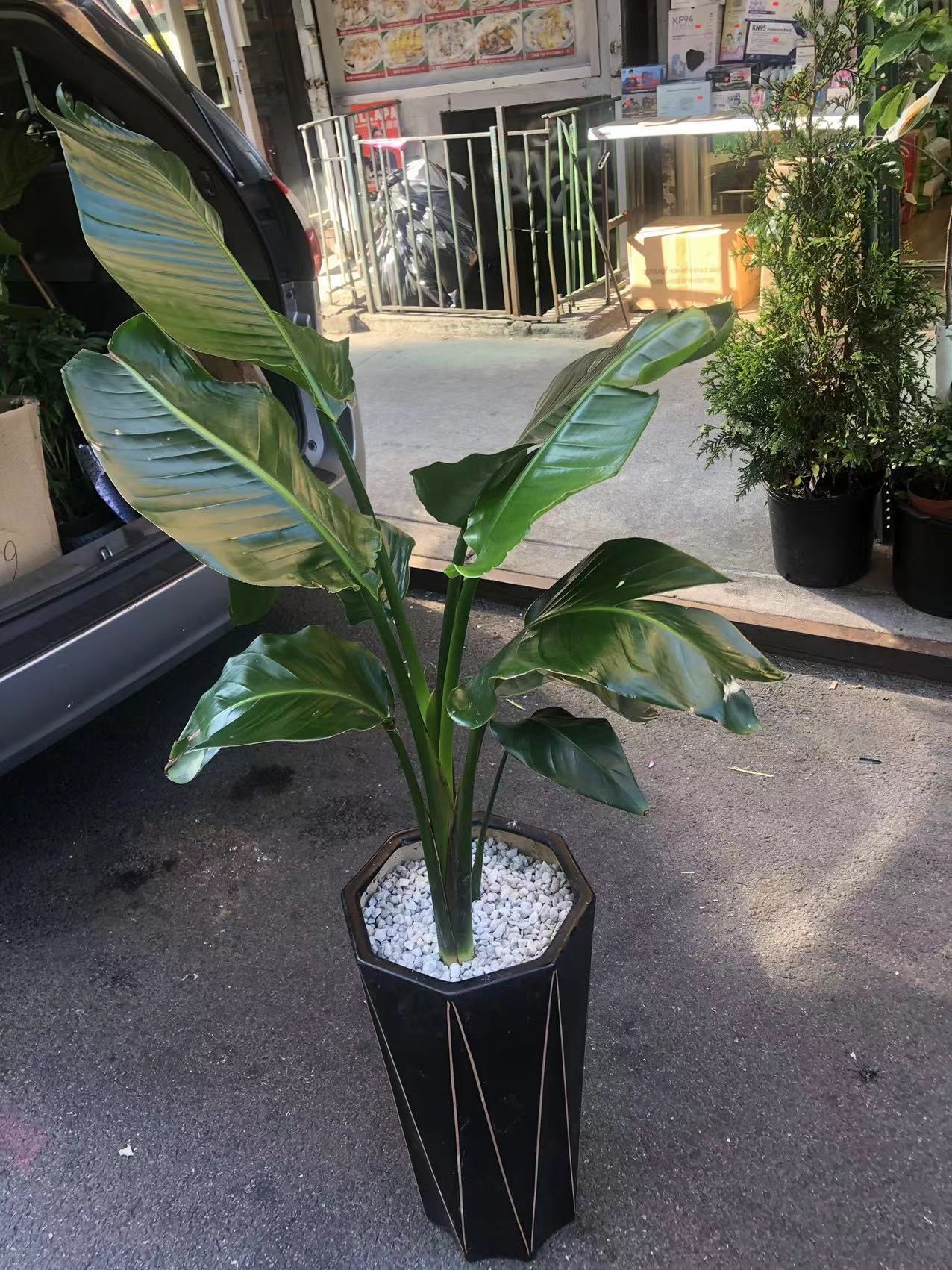 BIRD PARADISE 10" with small pot