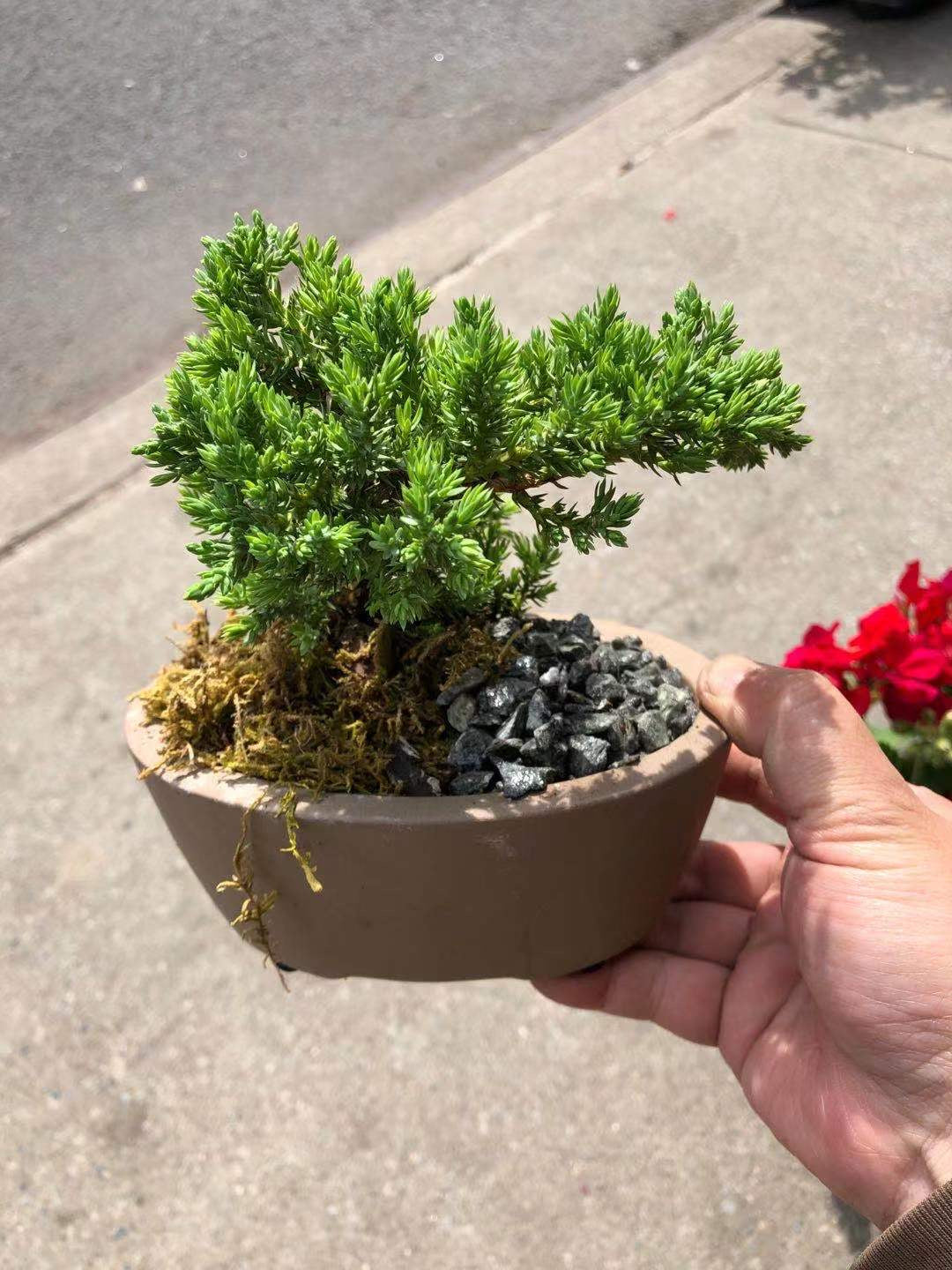 BONSAI