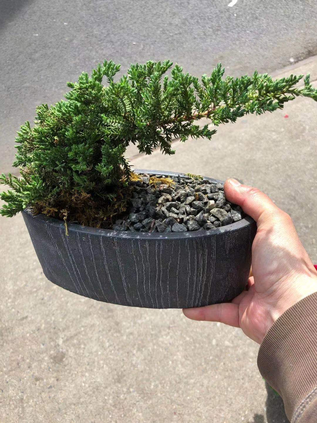 BONSAI