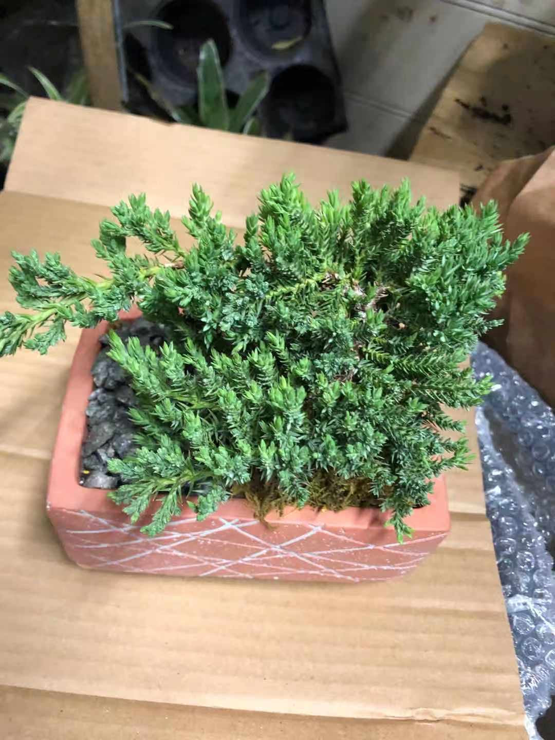 BONSAI