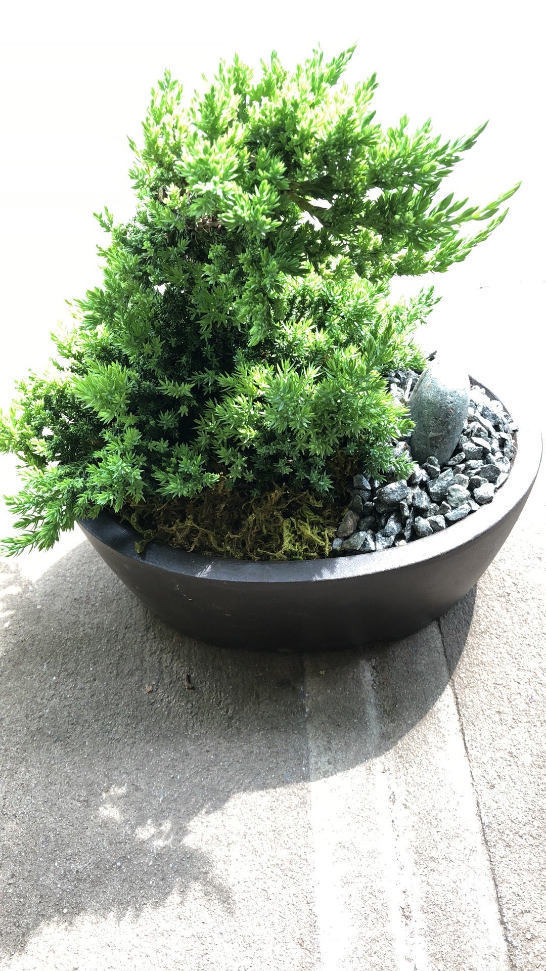 BONSAI