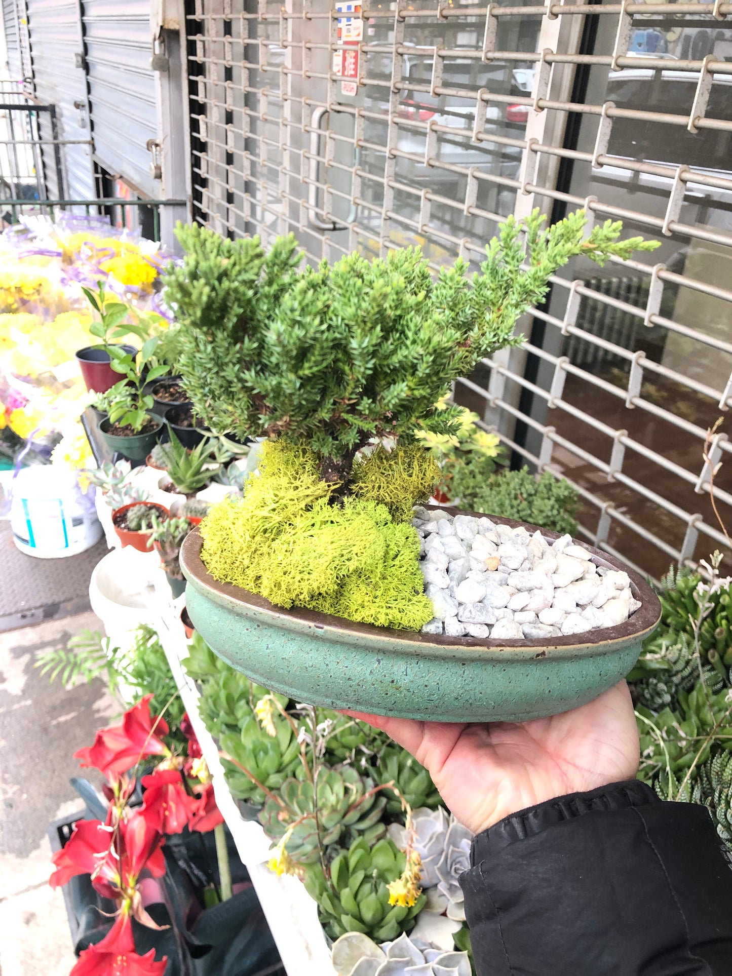 BONSAI