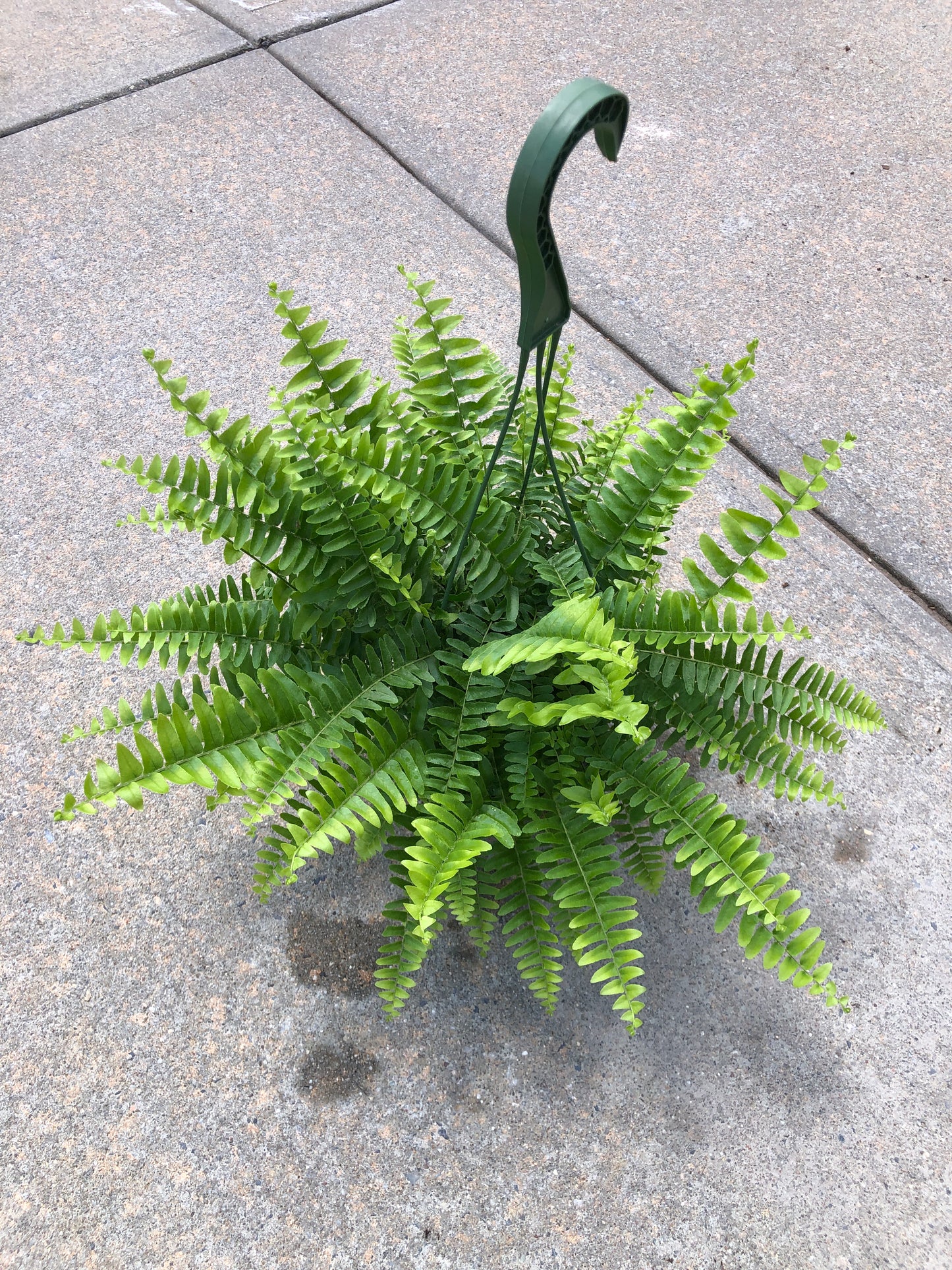 BOSTON FERN