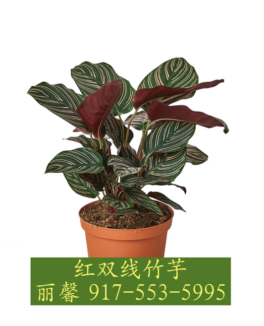 竹芋属