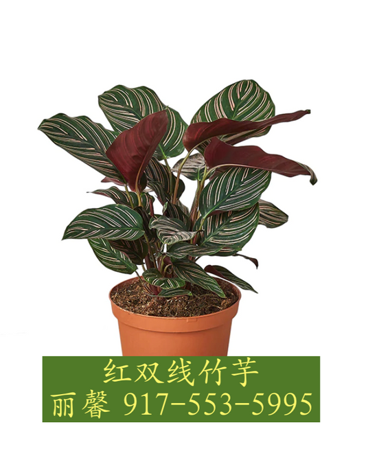 CALATHEA GROUP