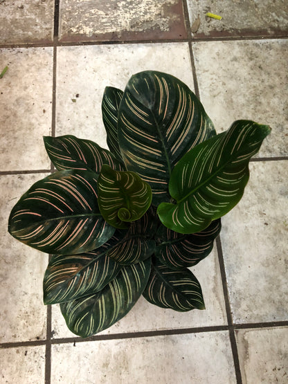 CALATHEA GROUP