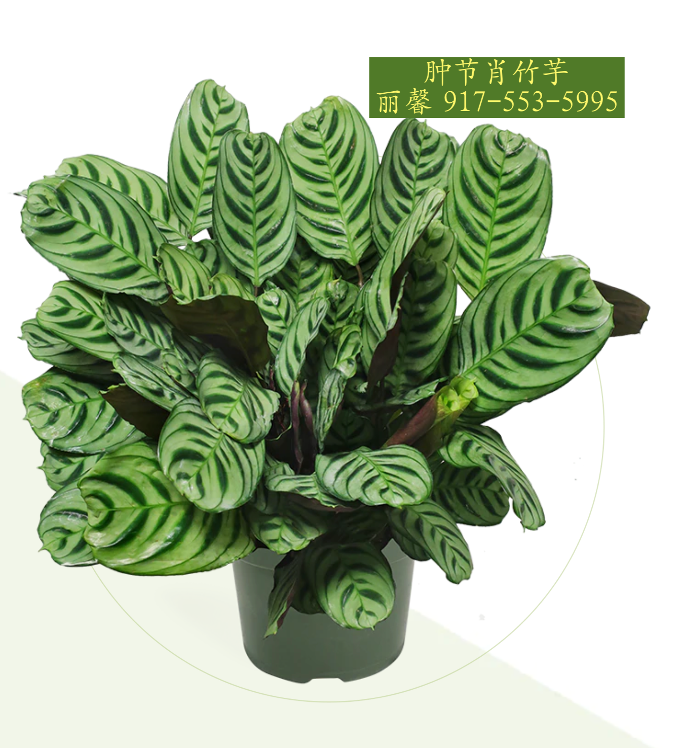 CALATHEA GROUP