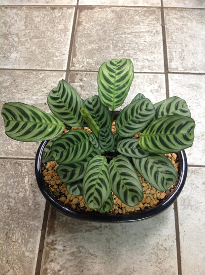 CALATHEA GROUP