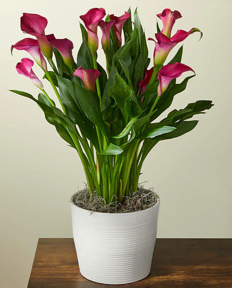where can i buy a calla lily plant CALLA LILY – Lixin Florist 丽馨花店