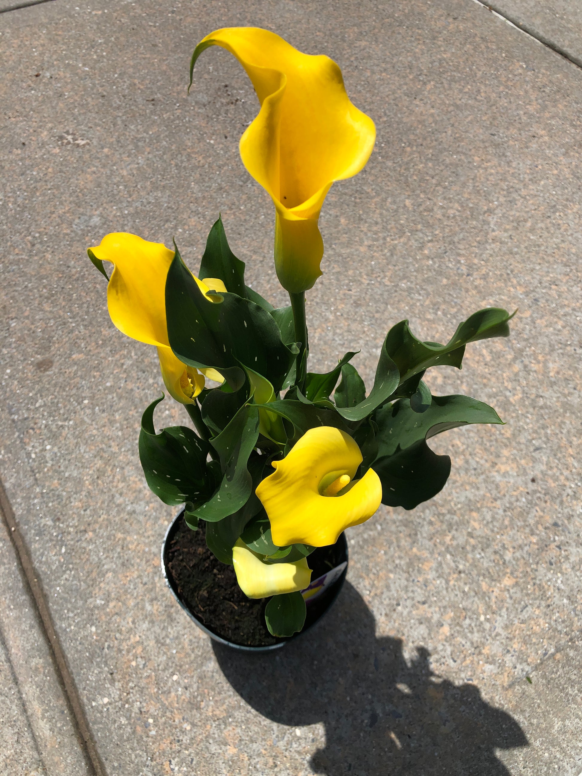 calla lily plant price CALLA LILY – Lixin Florist 丽馨花店