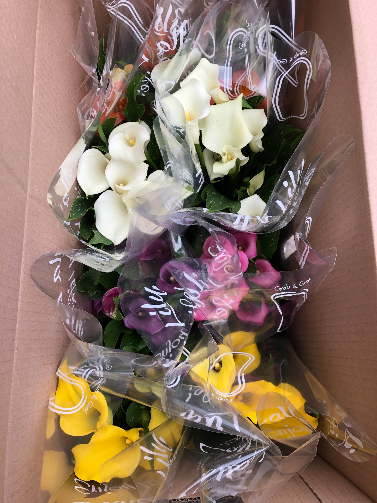 CALLA LILY