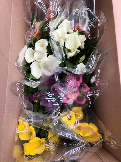 CALLA LILY