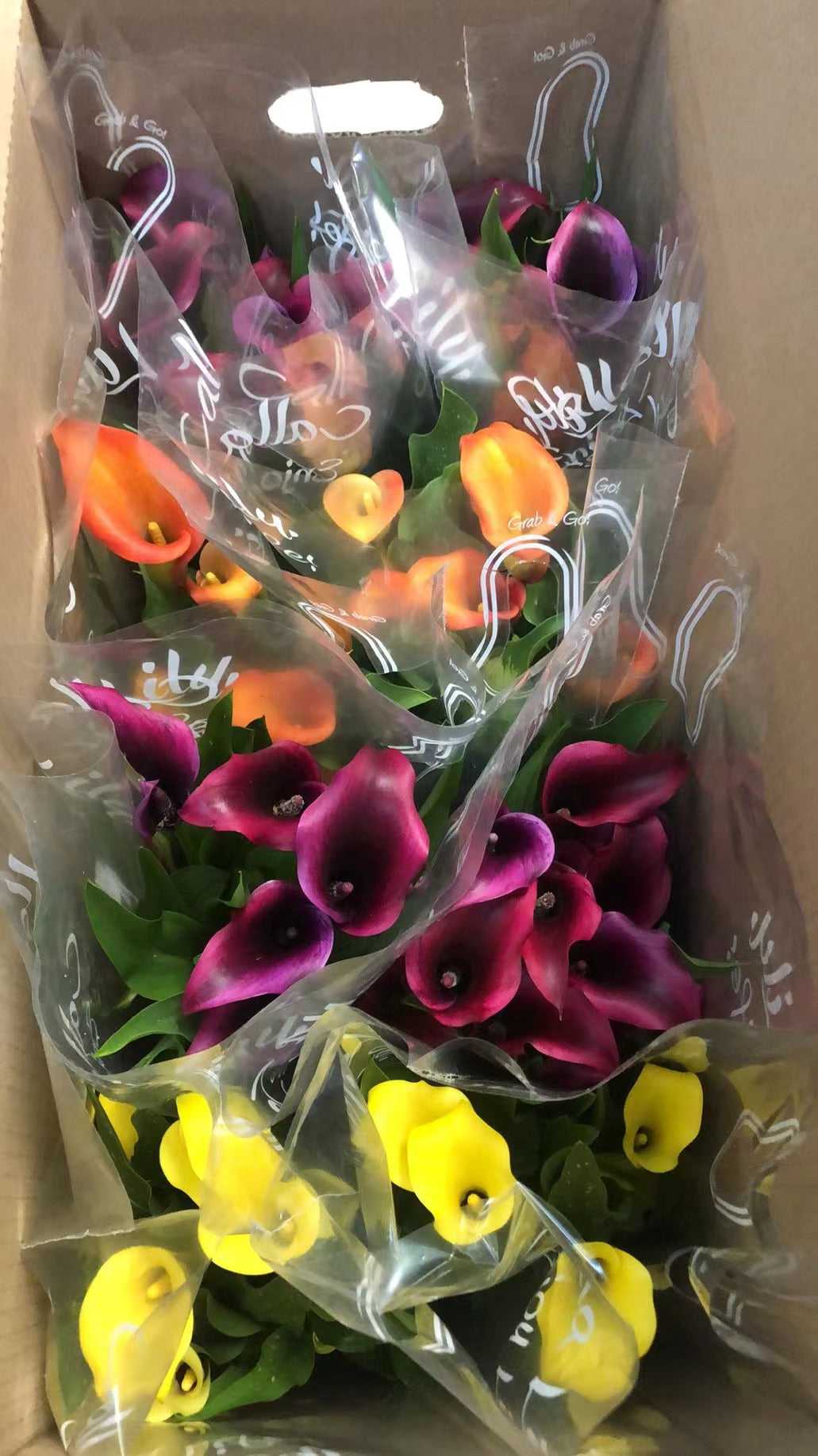 CALLA LILY