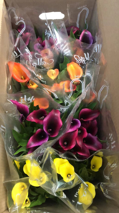 CALLA LILY