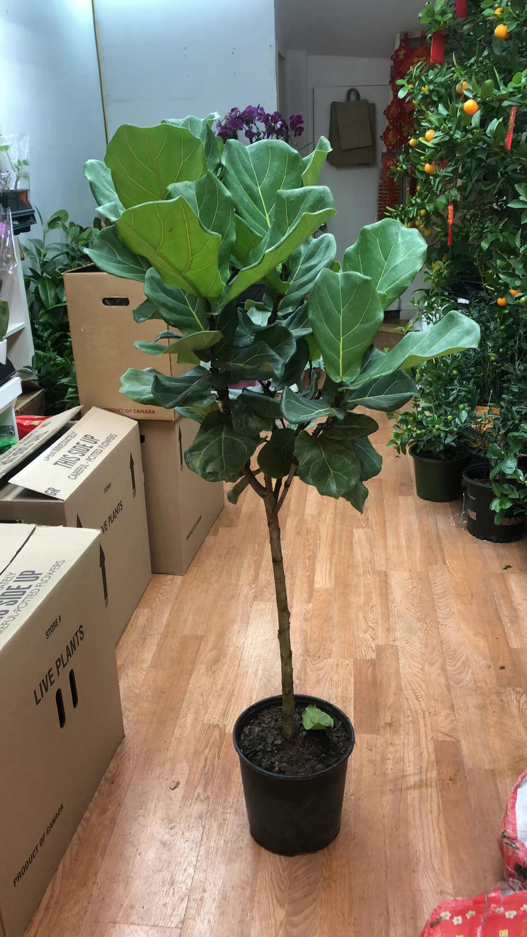 fiddle leaf fig shipped FIDDLE LEAF FIG – Lixin Florist 丽馨花店