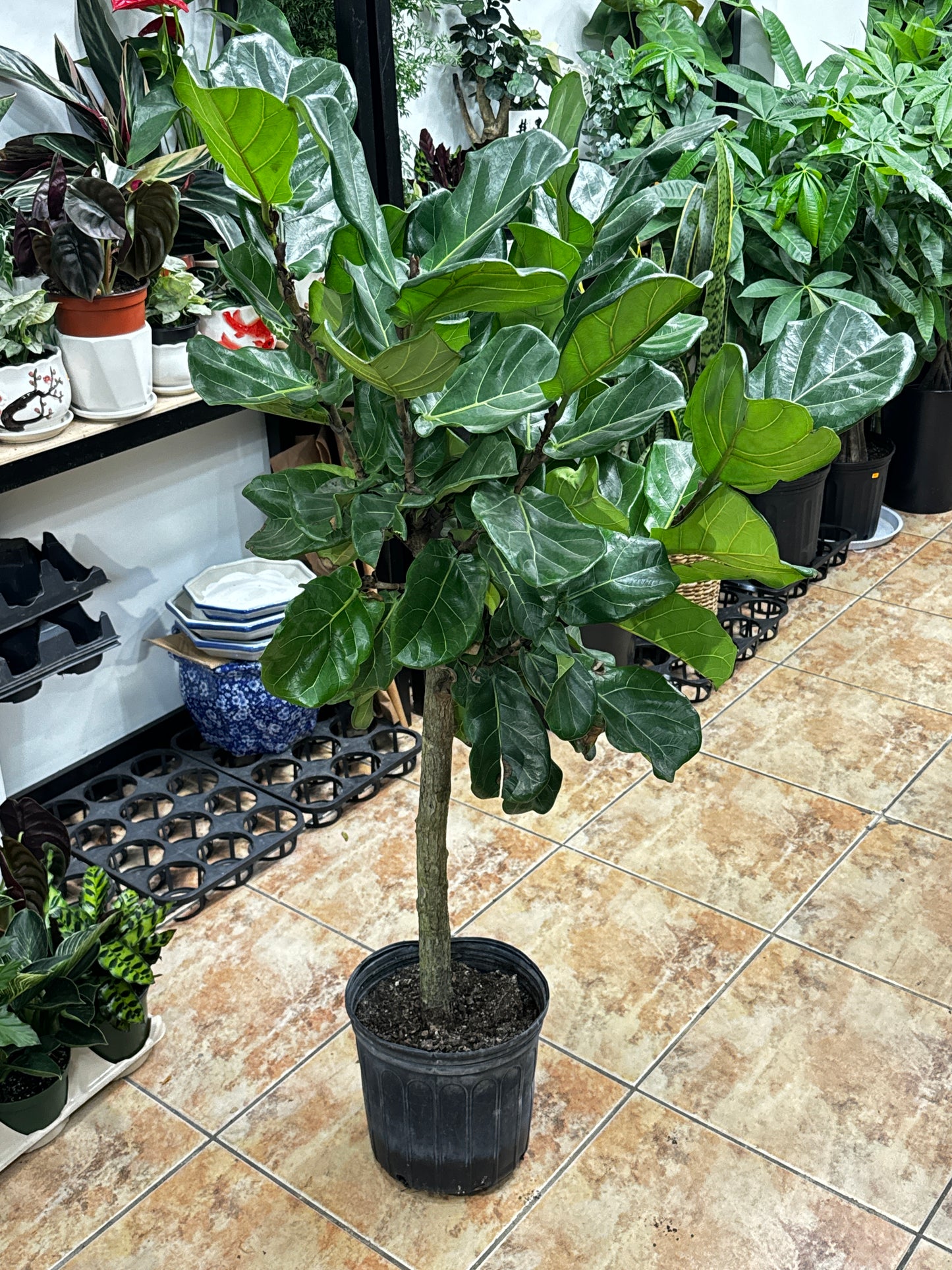 FIDDLE LEAF FIG 琴叶榕 10”