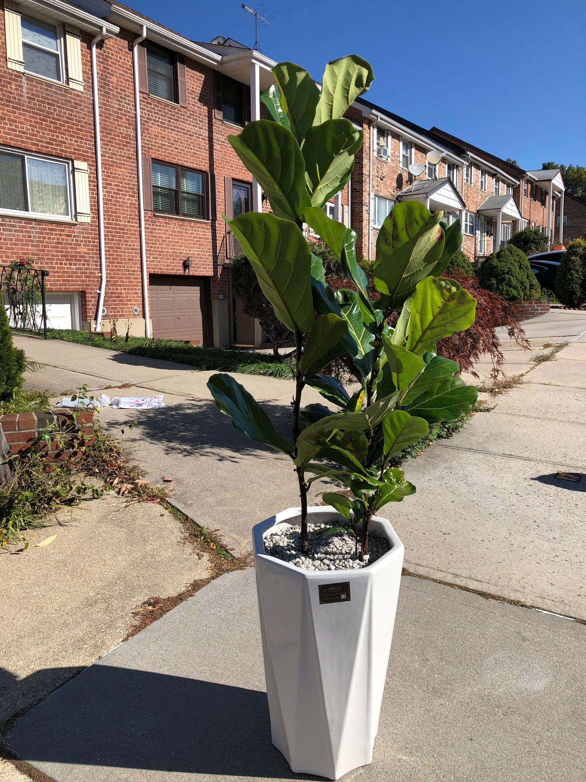 scentsy fiddle leaf fig FIDDLE LEAF FIG – Lixin Florist 丽馨花店