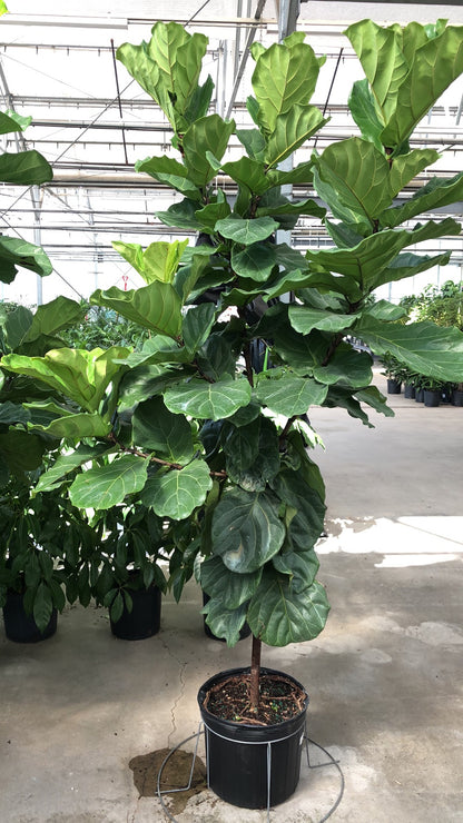 fiddle leaf fig ebay FIDDLE LEAF FIG 14" – Lixin Florist 丽馨花店