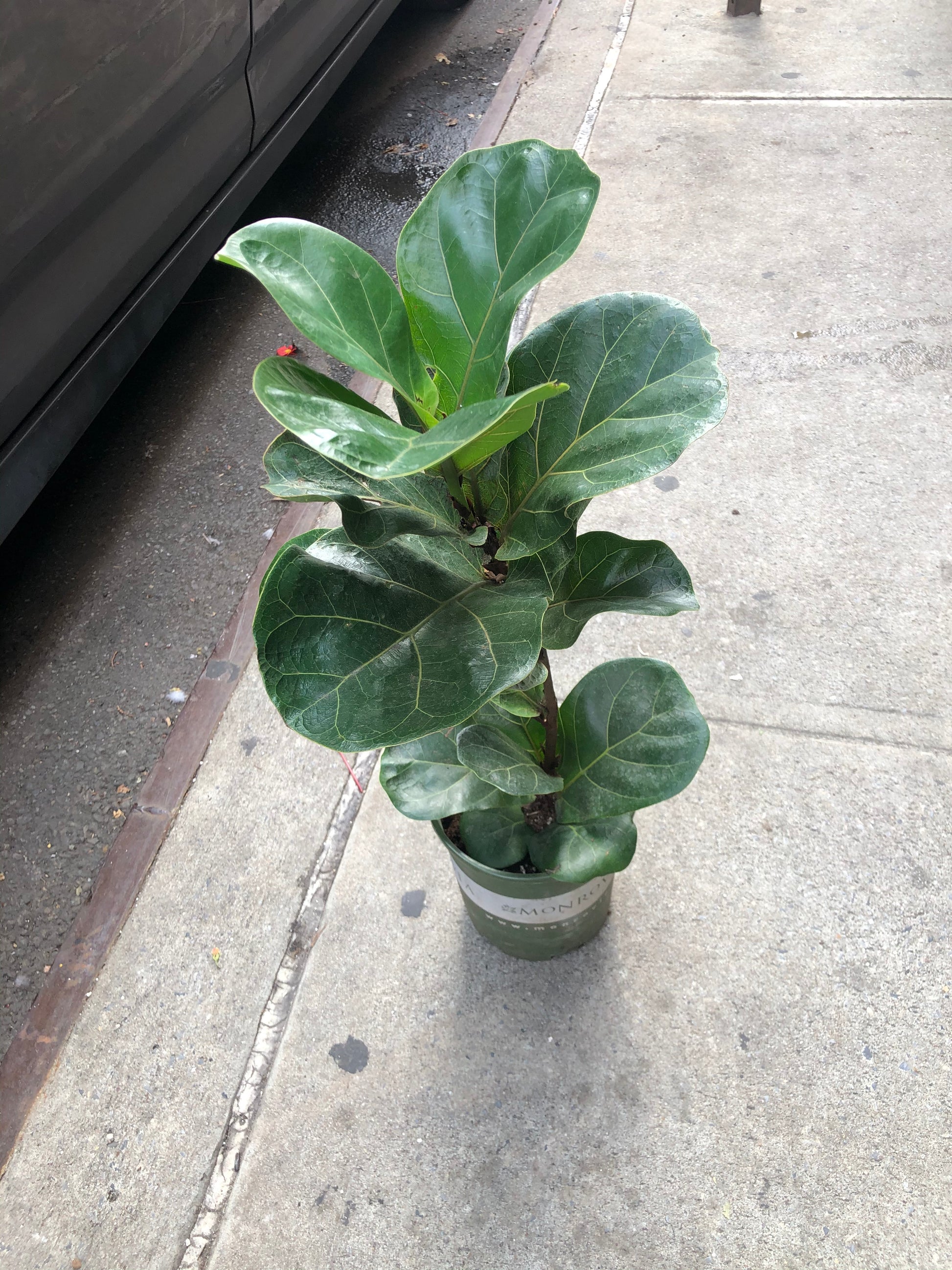 fiddle leaf fig austin FIDDLE LEAF FIG – Lixin Florist 丽馨花店