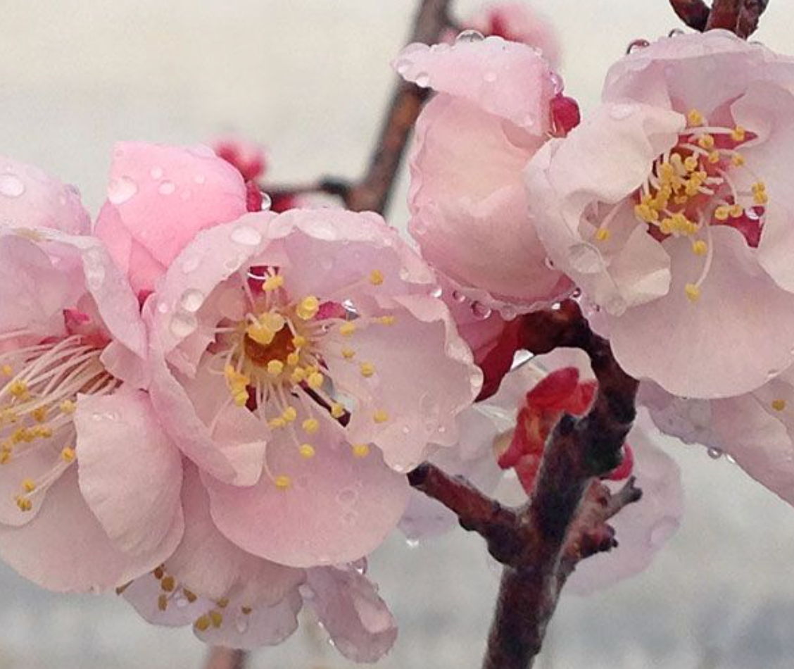 Flowering Apricot-Bongo