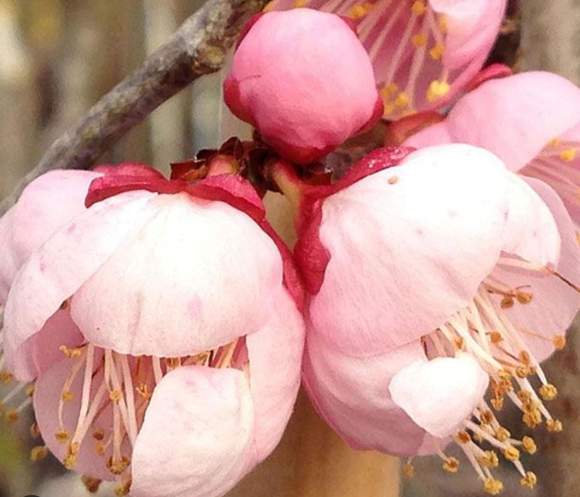 粉红色梅花 Flowering Apricot-Mokel