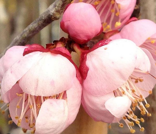 粉红色梅花 Flowering Apricot-Mokel