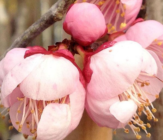 Flowering Apricot-Mokel