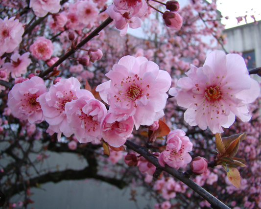 红紫梅花 Flowering Plume-Blireiana