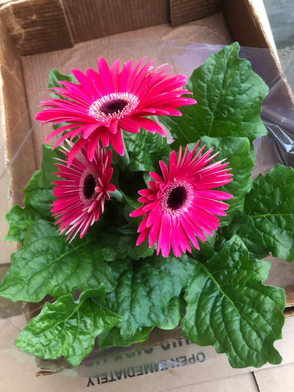 GERBERA DAISY