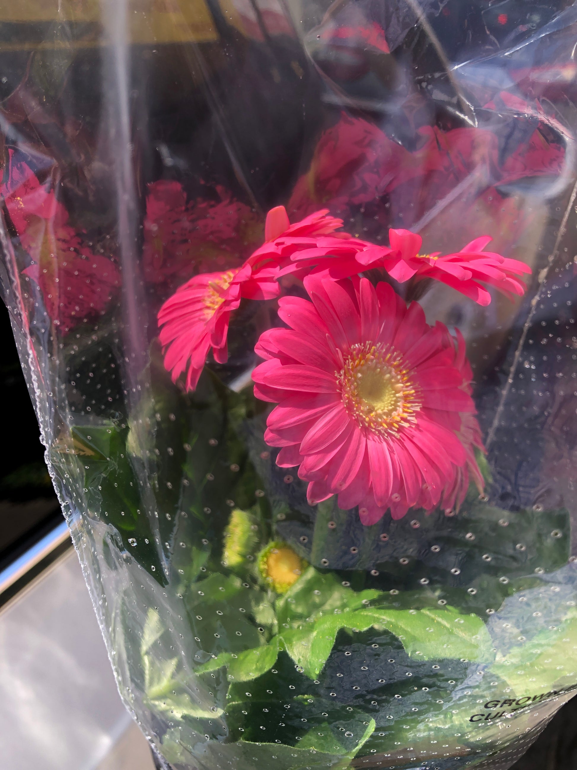 gerbera indoor plant GERBERA DAISY – Lixin Florist 丽馨花店