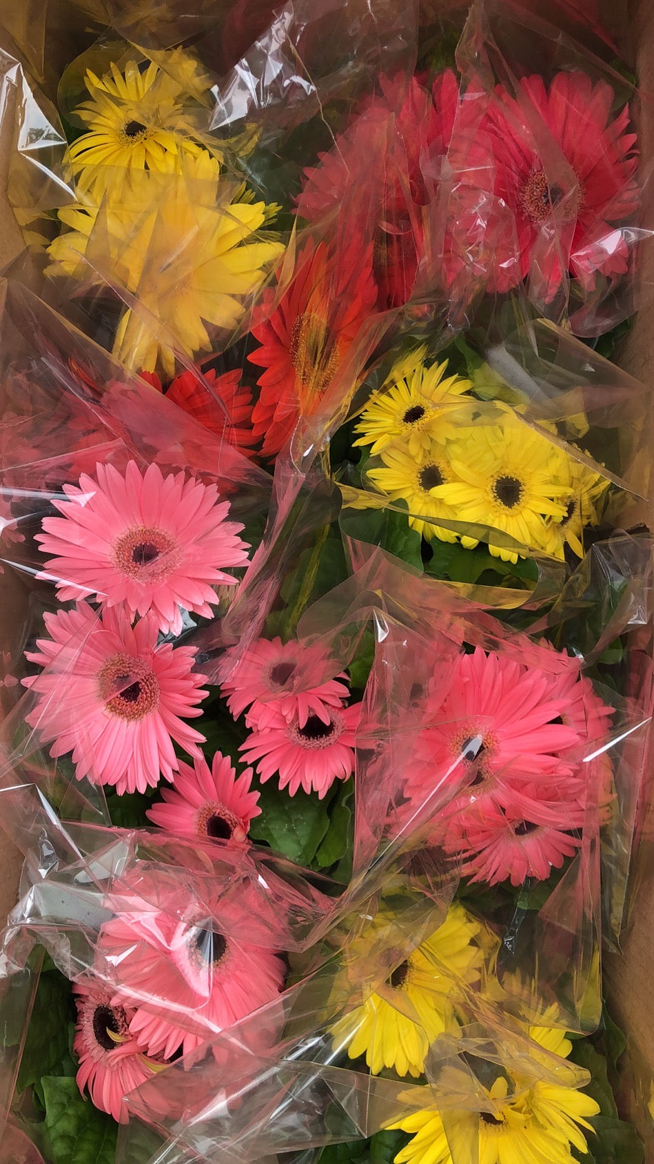 GERBERA DAISY
