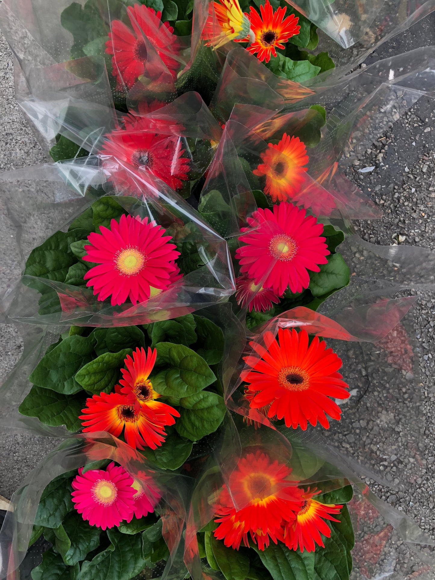 GERBERA DAISY