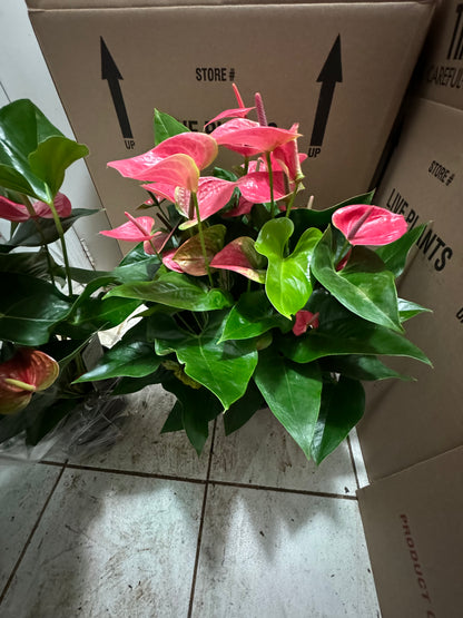 Anthurium 12"
