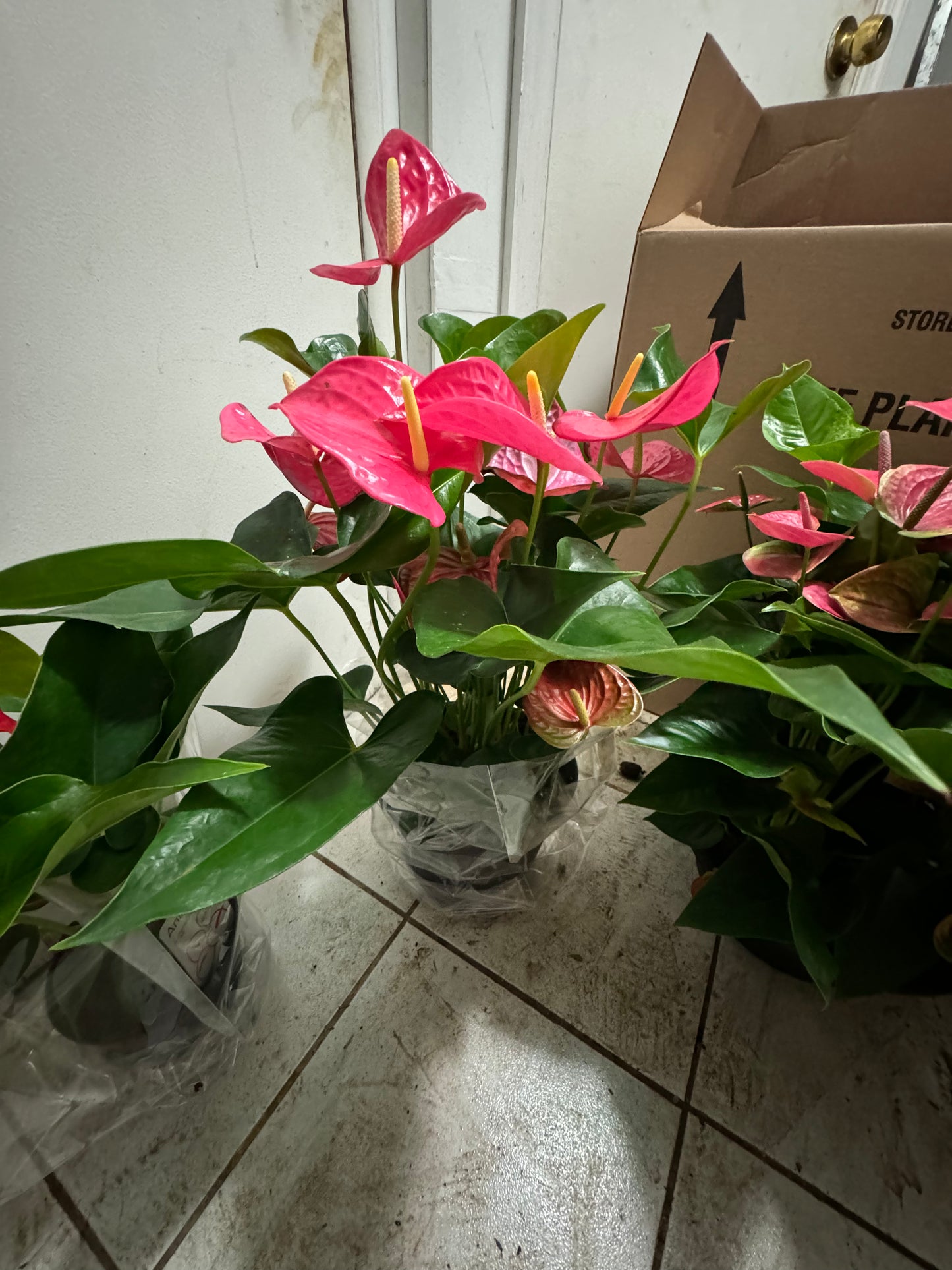 Anthurium 8“