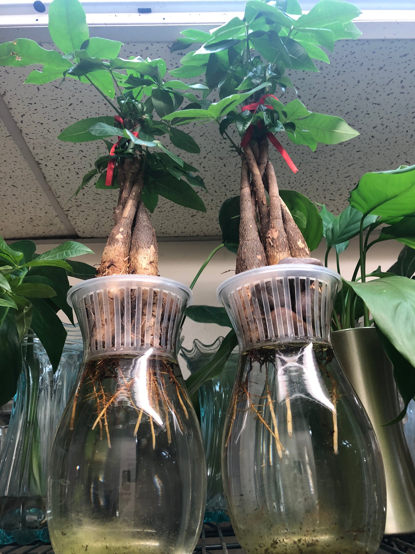 MONEY TREE 4”