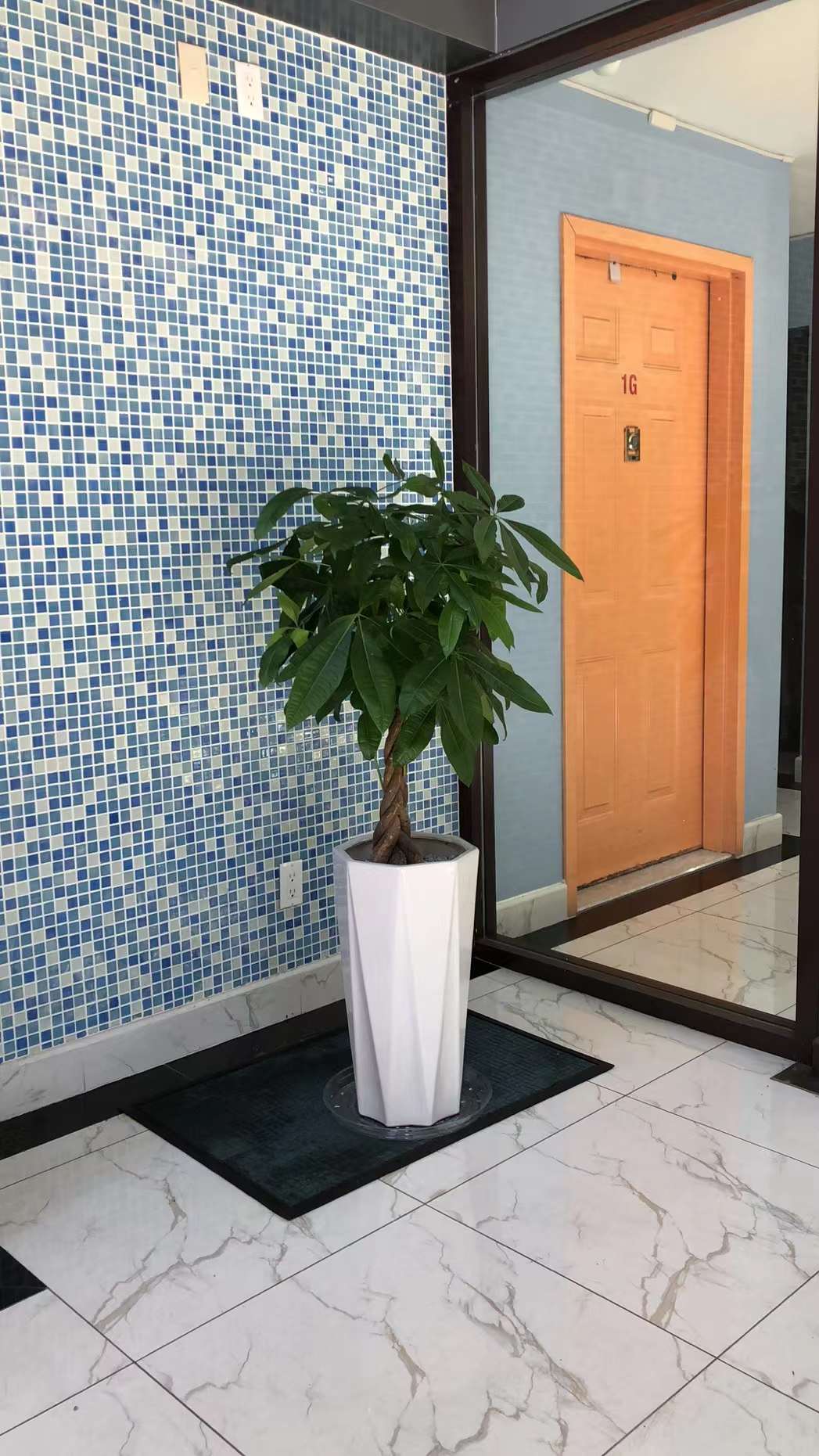 money tree bathroom MONEY TREE 10” – Lixin Florist 丽馨花店
