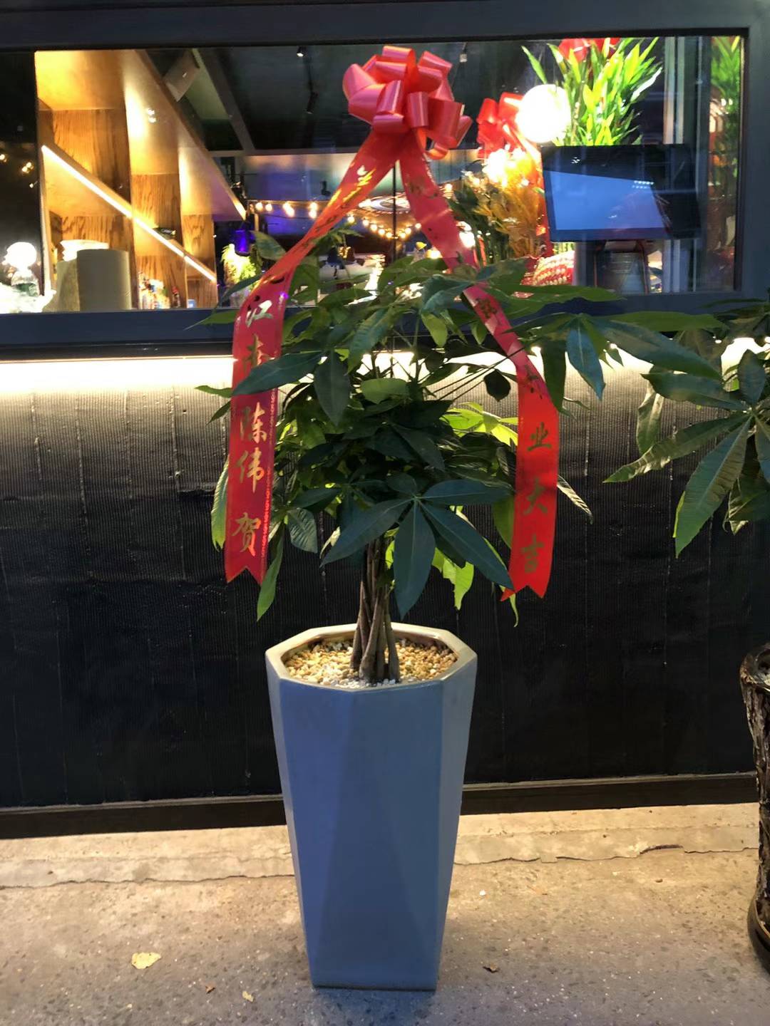 摇钱树 14” 花盆