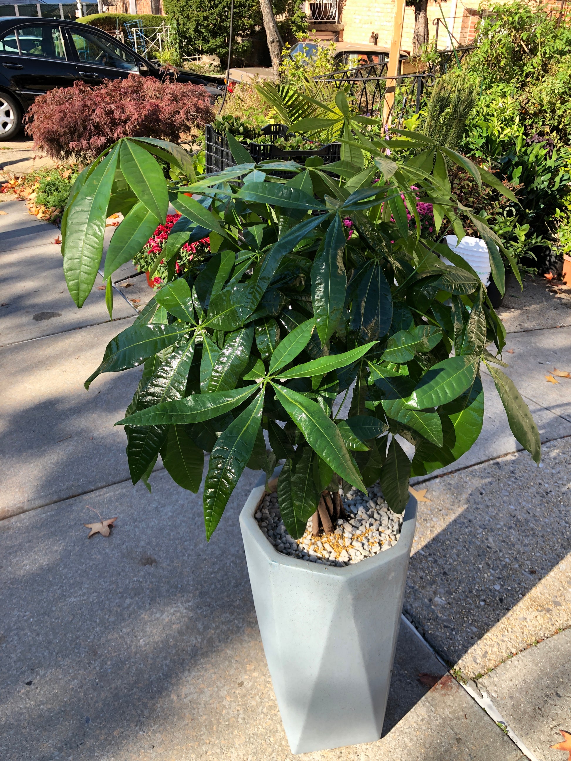 money tree in lynnwood MONEY TREE 14” Pots – Lixin Florist 丽馨花店