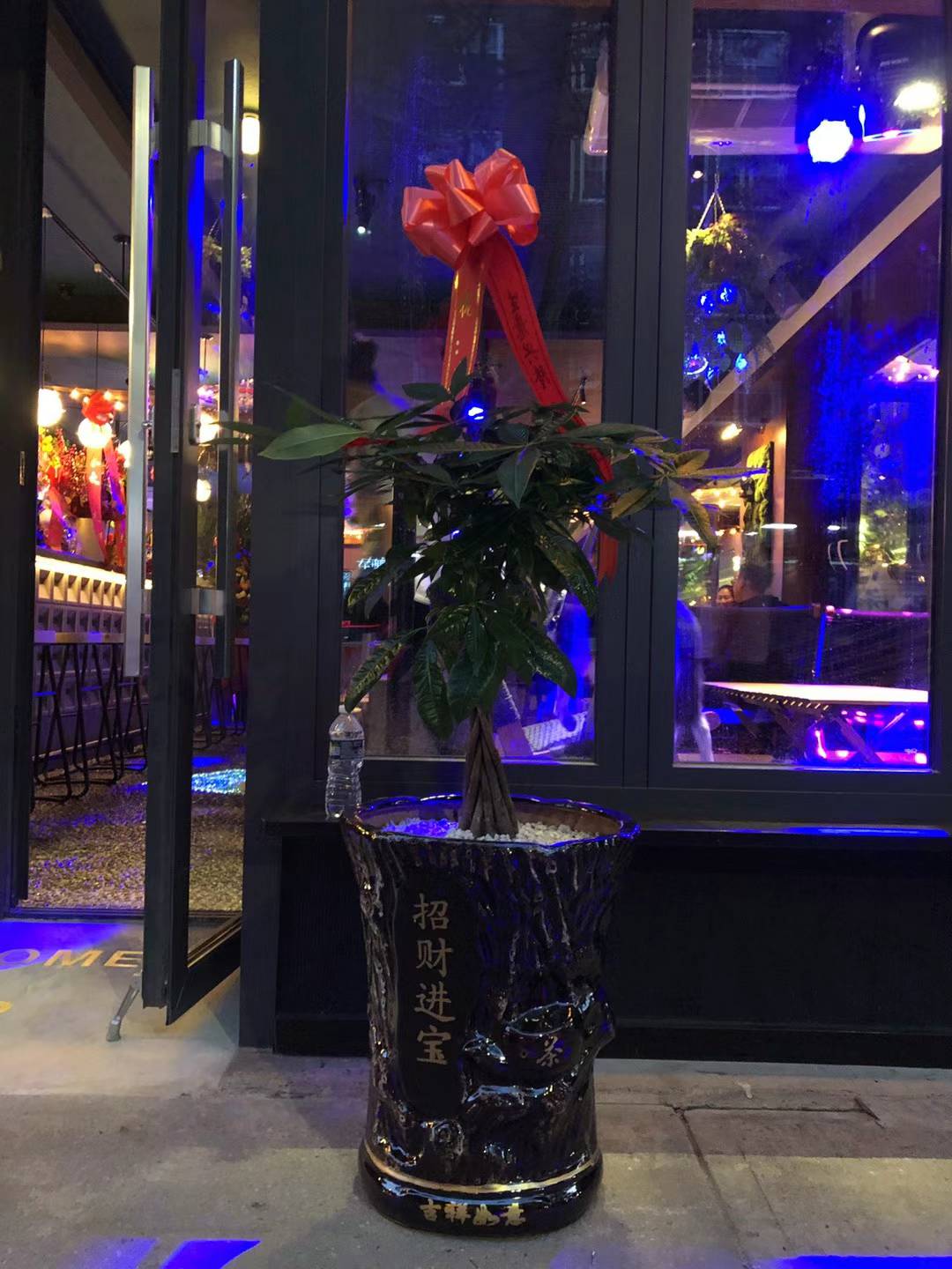 摇钱树 14” 花盆