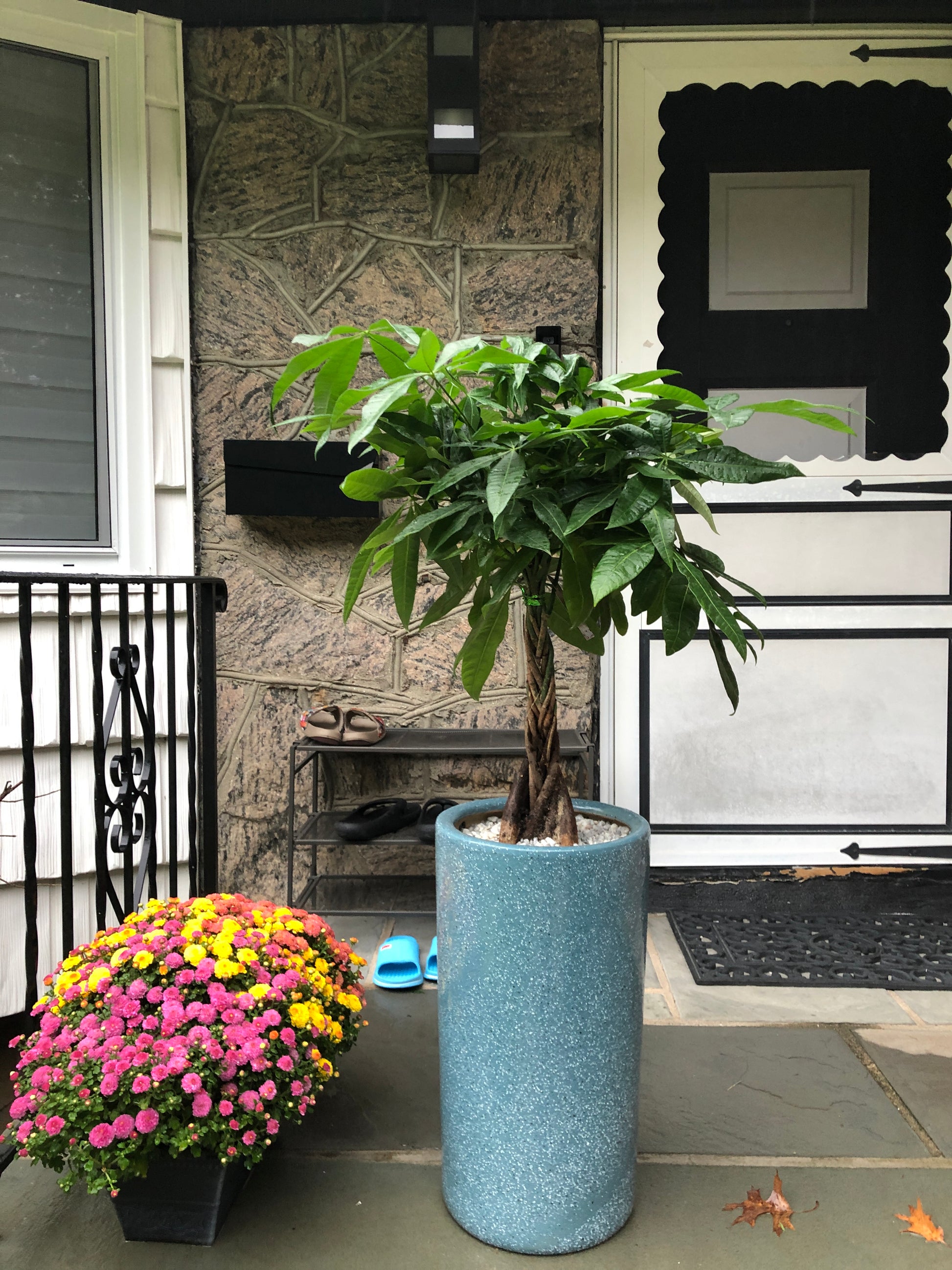 artificial money tree Money Tree 10”